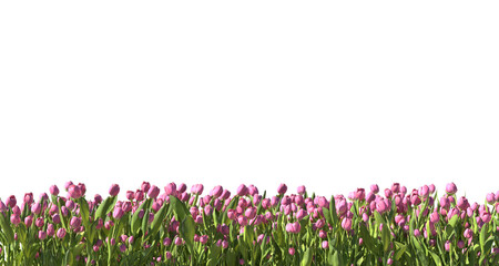 Pink tulip garden on a translucent background, PNG file, 3d render	