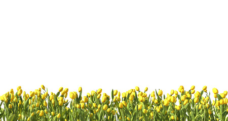 Yellow tulip garden on a translucent background, PNG file, 3d render	