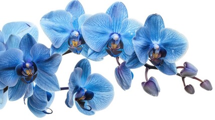 orchid branch with blue flowers isolated on white background,Phalaenopsis blue flowers on white isolated background with clipping path, Closeup, For design, Nature,branch with blooming blue flowers 
