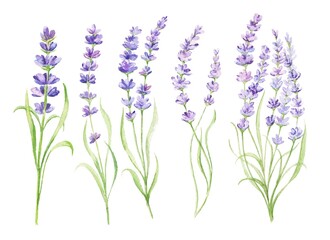 Obraz premium Watercolour lavender flowers isolated on white background. Hand painted watercolor illustration.