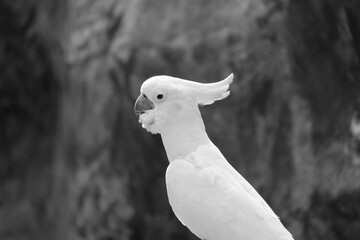 Parrot 