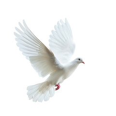 White dove symbol of peace flying, Isolated on transparent background.