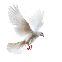 Fototapeta premium White dove symbol of peace flying, Isolated on transparent background.