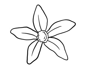 Vanilla flower sketch. Hand drawn isolated line illustration of spice plant. Outline doodle nature element