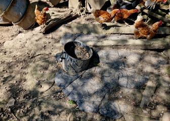 abandoned plots of land with environmental burdens and tin rusting barrels from diesel and chemicals. spilled asphalt and chickens in a neglected backyard