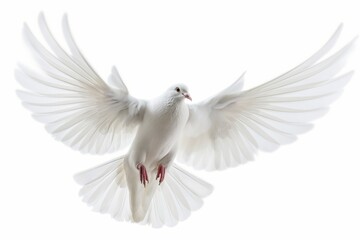 Elegantly spread wings of a pure white dove soaring, isolated on a white background