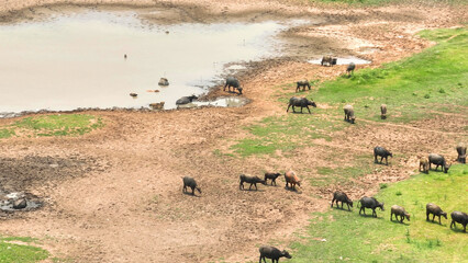 Buffaloes seek refuge from scorching heat, half-submerged in a dwindling pond amidst cracked earth, finding solace in the cool embrace of muddy waters.
