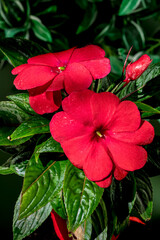 Blooming red impatiens hawkeri flowers on a green background