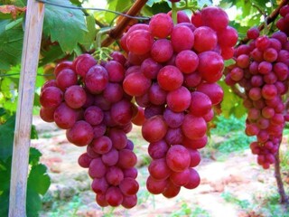 red grapes in vineyard