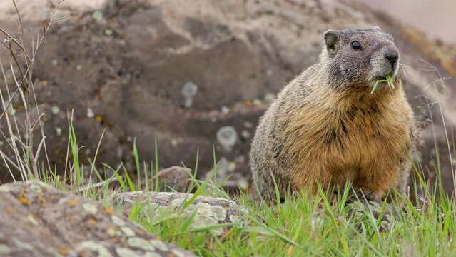Yellow-bellied Marmot (Marmota flaviventris) with a mouthful of grass surveying his territory amongst boulders in Eastern Washington state