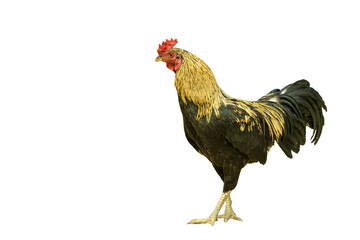 Rooster on PNG background