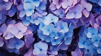 Selective focus on beautiful bush of blooming blue, purple Hydrangea or Hortensia flowers (Hydrangea macrophylla) and green leaves under the sunlight in summer. Natural background.