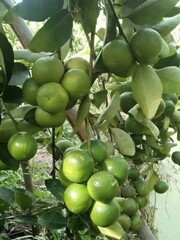 a shot of Asia fruit and vegetable garden 