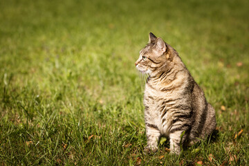 beautiful cat on green grass on a summer day.