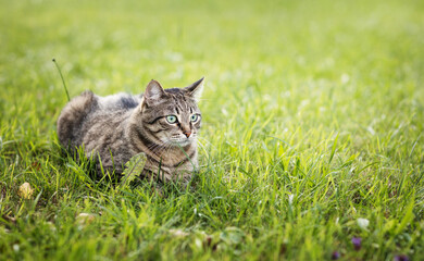 beautiful cat on green grass on a summer day.