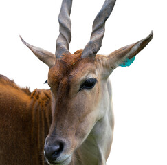 Wildlife at Dubbo Zoo NSW Australia