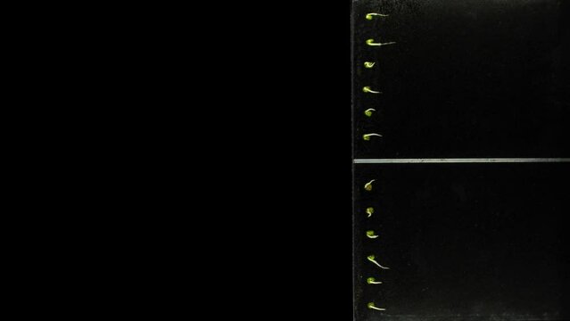 Electromagnetic field effect to mung beans grow in rhizobox
