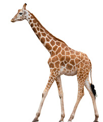 Obraz premium Wildlife at Dubbo Zoo NSW Australia