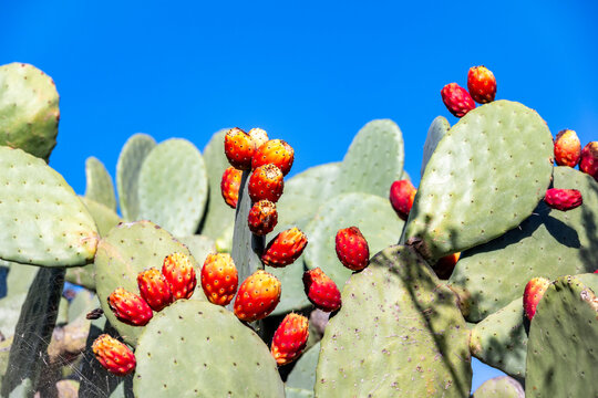 Spain, Canary Islands,Prickly pear cactigrowing outdoors