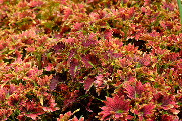 Coleus scutellarioides, or coleus, is a species of flowering plant in the family of Lamiaceae. miana. nature  concept background. 