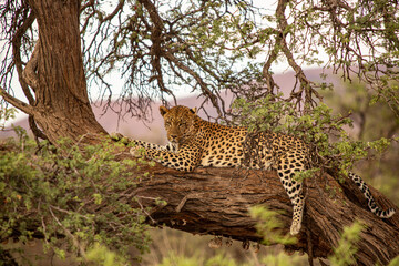 Namibia, Leopard (Panthera pardus)resting on tree in Etosha National Park