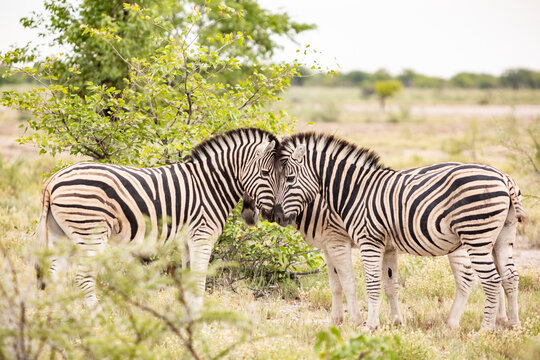 Namibia, Three zebras (EquusQuagga) touching with heads