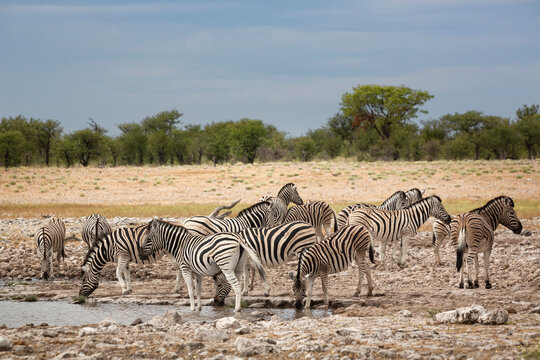 Namibia,Herd of zebra(EquusQuagga)at waterhole