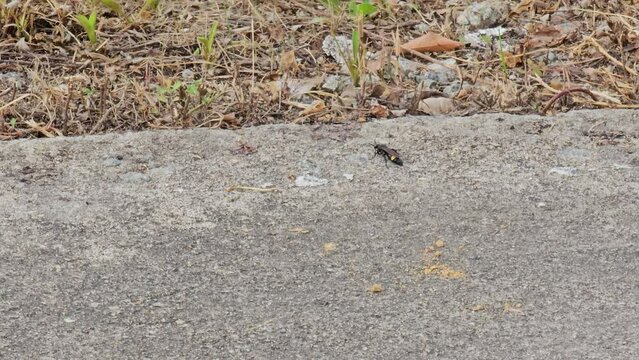 Wasp is walking on the ground