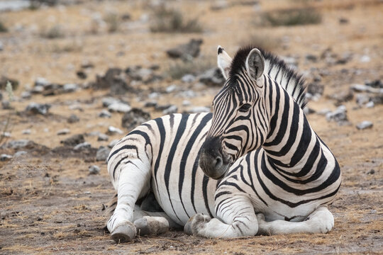 Namibia,Portrait of zebra(EquusQuagga)resting outdoors
