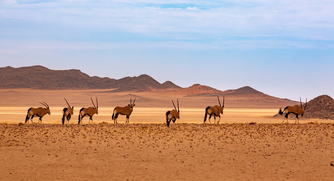 Namibia, Oryx antelopes (Oryx Gazella) in Namib Desert