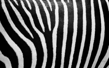 Black and white stripes of mountain zebra (Equus Zebra)