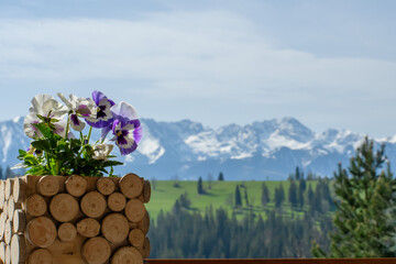 Doniczka z kwiatkami stoi na barierce balkonu, w tle rozmyty krajobraz górski 