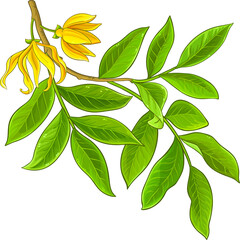 Ylang Ylang Branch with Flowers and Leaves Colored Detailed Illustration. Essential oil ingredient for cosmetics, spa, aromatherapy, health care