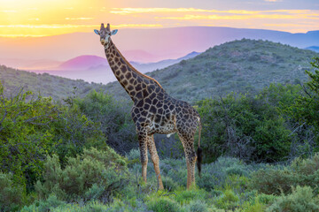 Majestic Giraffe 