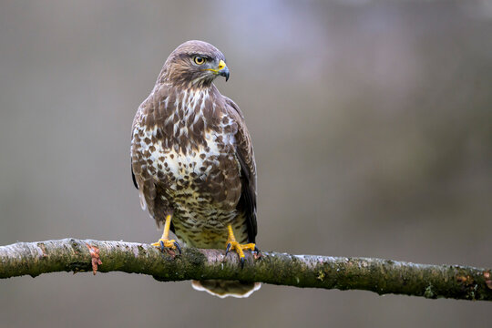 Portrait of Eurasian buzzard (Buteo buteo) perching on tree branch