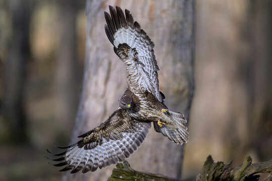 Eurasian buzzard (Buteo buteo) in flight
