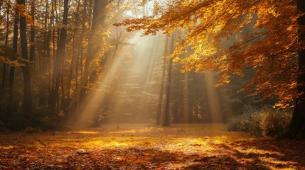 Tranquil and mystical sunlit misty forest clearing in the serene autumnal morning with peaceful fall colors. Golden light. And sunrays filtering through the trees in the woodland