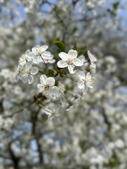 Сherry blossom in spring, close up of white flowers on tree.