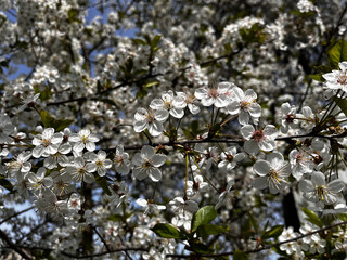 Сherry blossom in spring, close-up of white flowers