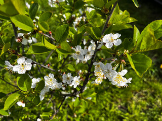Сherry blossom in spring, close up of white flowers on tree.