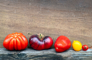Tomatoes in different shapes lined up against a wooden wall