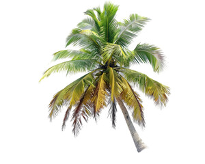 Palm tree Isolated on Transparent Background