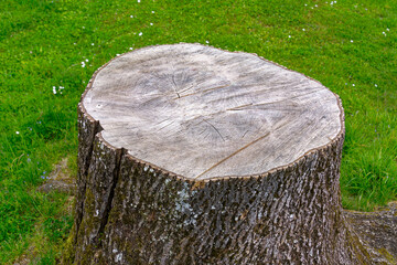 High angle close-up view of tree trunk on meadow at school sport ground on a spring day. Photo taken May 5th, 2024, Zurich, Switzerland. © Michael Derrer Fuchs