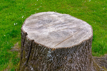 High angle close-up view of tree trunk on meadow at school sport ground on a spring day. Photo...