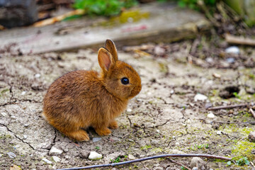 Close-up of brown baby Sachsengold breed rabbit at outdoor enclosure on a spring afternoon at garden plot of Swiss City of Zürich. Photo taken May 5th, 2024, Zurich, Switzerland.