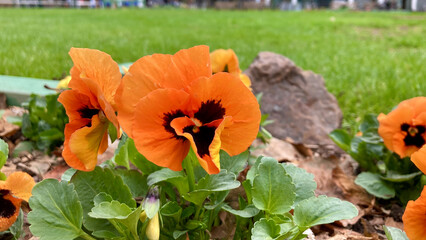 Orange and brown pansies in full bloom