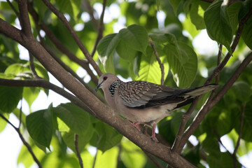 Spotted dove (Spilopelia chinensis suratensis) enjoying cool shade of a tree : (pix Sanjiv Shukla)
