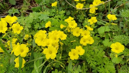 Leaf bermuda buttercup plant blossom in nature. Selective focus on some yellow flowers. 