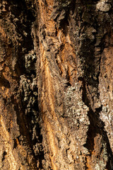 The bark of an old cherry tree is a close-up
