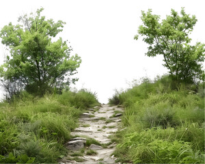 Path in the forest Isolated on Transparent Background. Forest trail concept